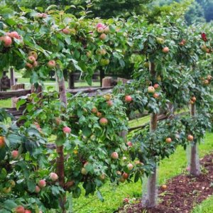 Jabloň domáca (Malus domestica) ´STARKING´ výška: 200 cm, obvod kmeňa: 16/18 cm, kont. C70L - tvarovaná stena